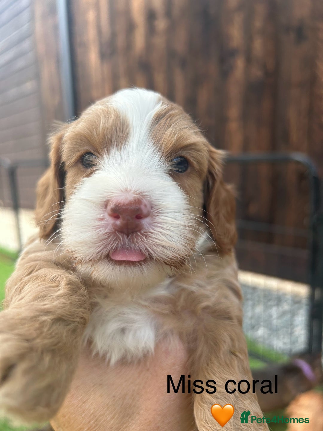 Cockapoo dogs for sale: F1 COCKAPOO PUPPIES 5🌟 LICENSED BREEDER  - Image 11