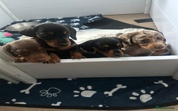 Miniature Dachshund dogs for sale: Miniature daschund  - Image 3