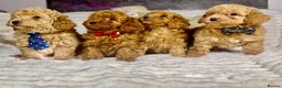 Toy Poodle dogs for sale: Toy poodle  puppies  - Advert 4