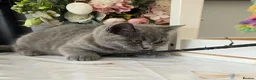 British Shorthair cats for sale: Kitten - Advert 4
