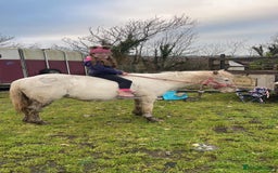Riding pony horses for sale: For Sale Kids Lead Rein Pony! Safe and Bombproof - Advert 25