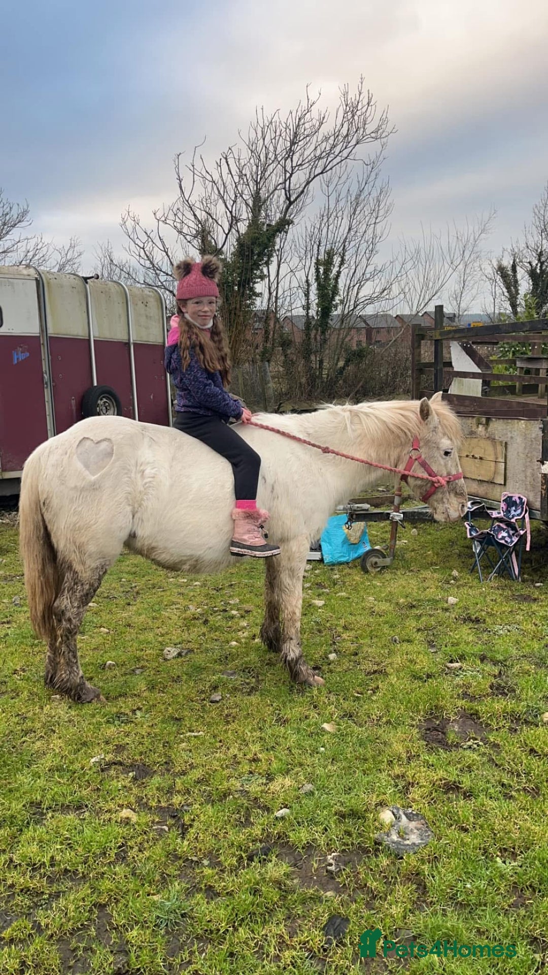 Riding pony horses for sale: For Sale Kids Lead Rein Pony! Safe and Bombproof - Advert 25