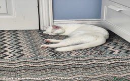 Turkish Angora cats for sale: REDUCED!!! Turkish Angora kittens for sale - Image 3