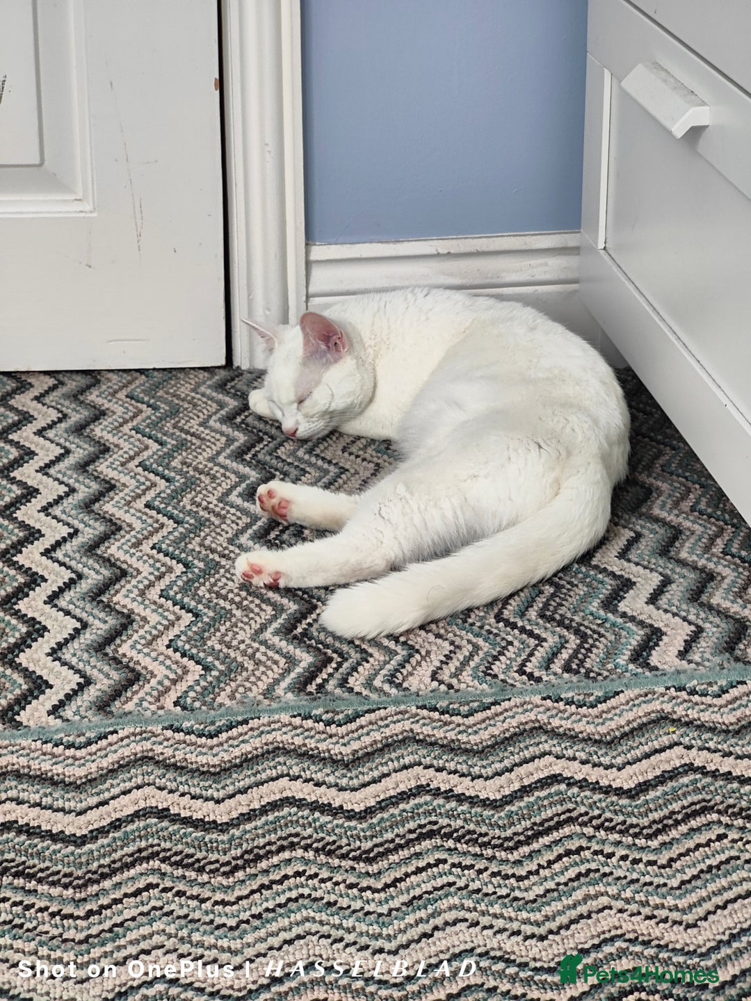 Turkish Angora cats for sale: REDUCED!!! Turkish Angora kittens for sale - Image 3