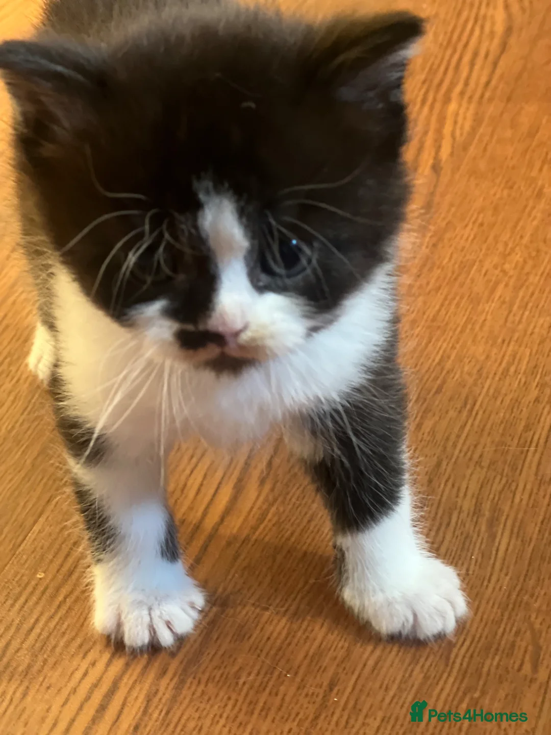 Mixed Breed cats for sale: British shorthair - Advert 1