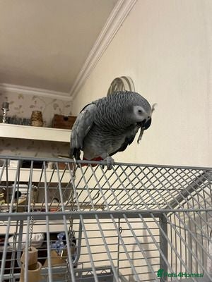 Parrots birds African Grey Lola - Advert 2