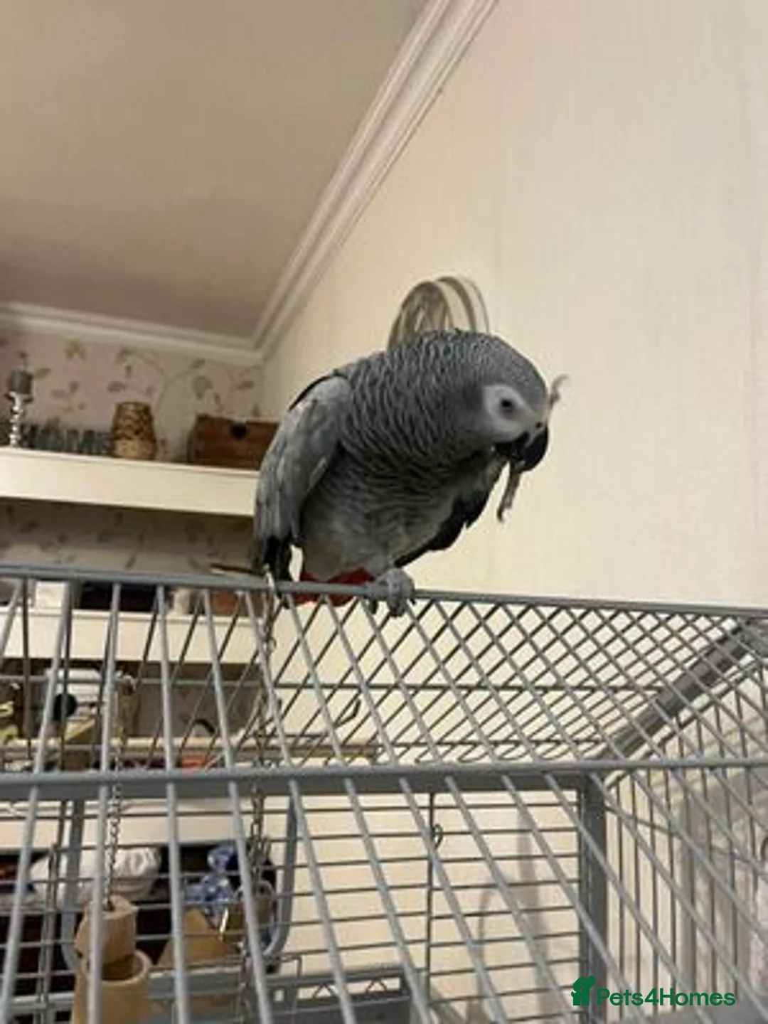 Parrots birds for sale: African Grey Lola - Advert 1