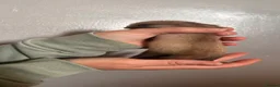 Ferret rodents for sale: ferret kits for sale  - Advert 14