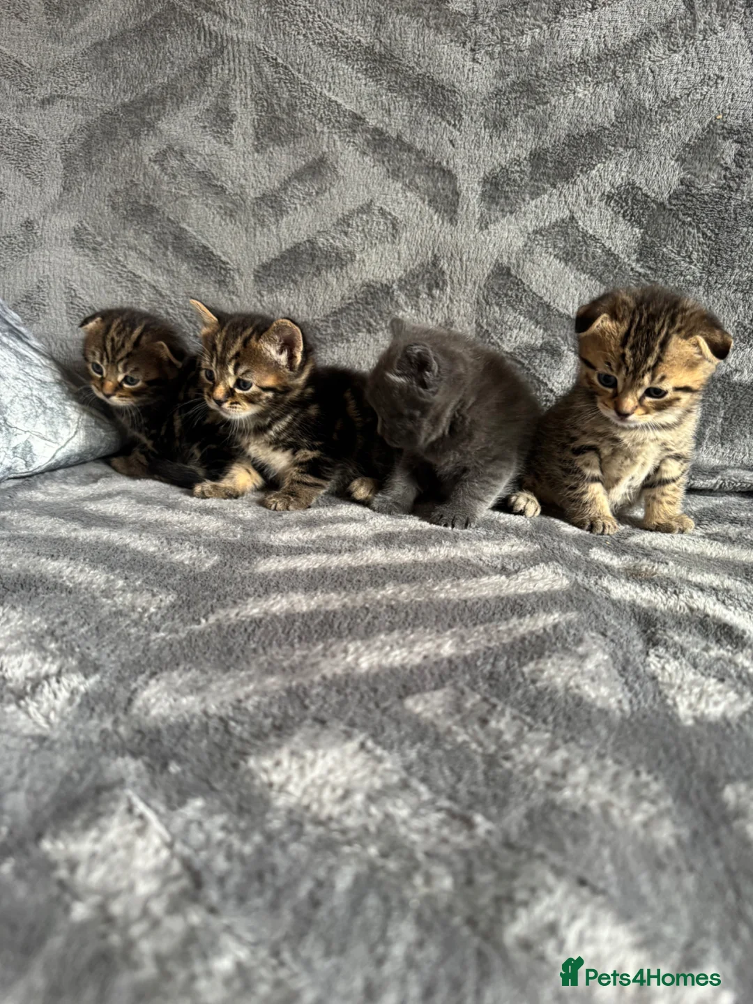 British Shorthair cats for sale: British cat and scotish fold  - Advert 20