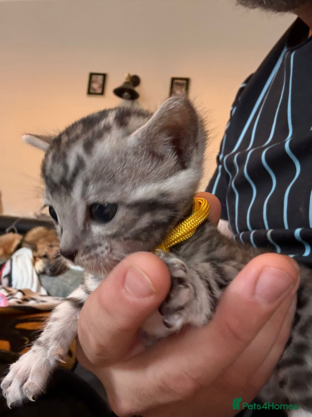 Bengal cats for sale: Beautiful Silver Bengal female - Tica optional  - Image 12