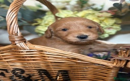 Mini Goldendoodle dogs for sale: Health tested Minature dark red/golden doodles  - Image 32