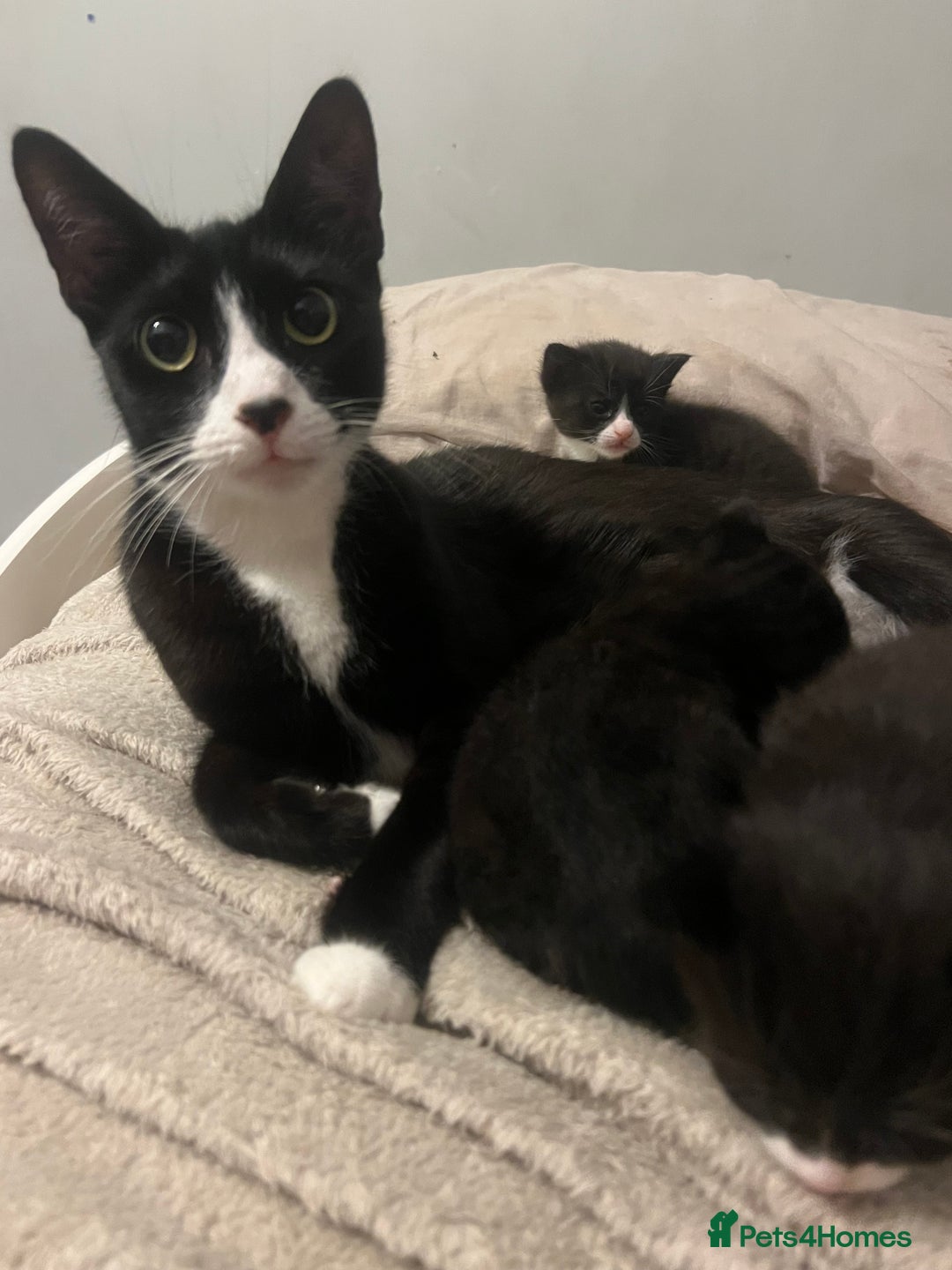 Mixed Breed cats for sale: 4 tuxedo kittens  - Advert 1