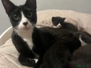 Mixed Breed cats 4 tuxedo kittens - Advert 24