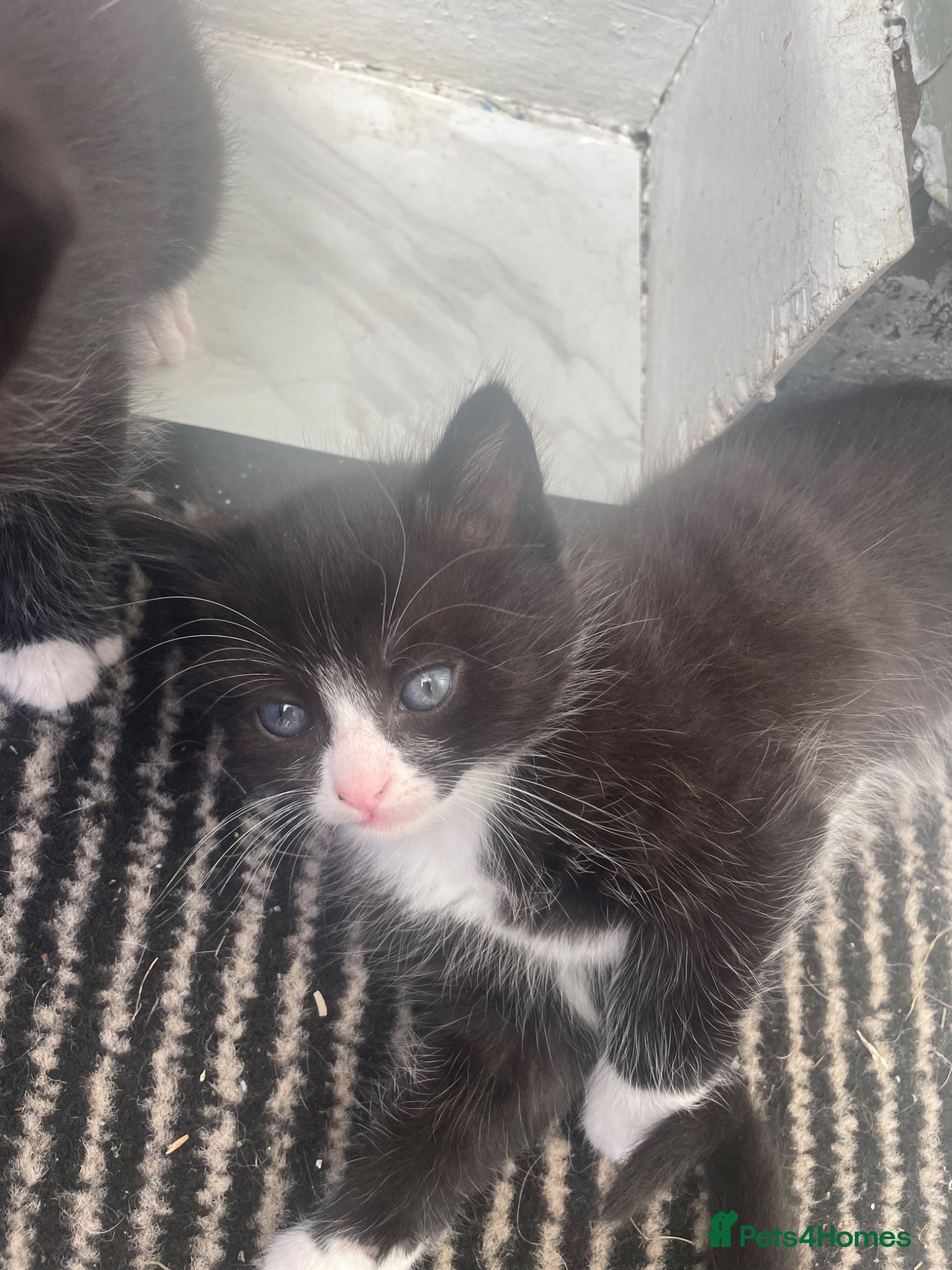 Mixed Breed cats Three beautuful & playful kittens - Advert 1