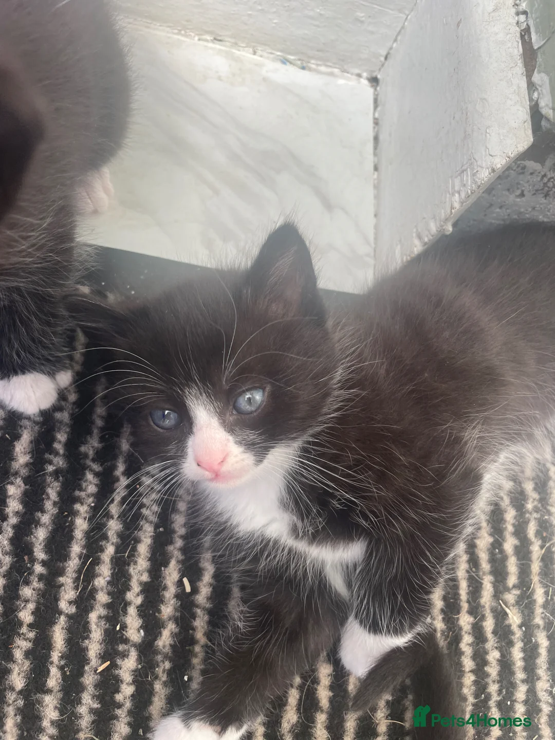 Mixed Breed cats for sale: Three beautuful & playful kittens - Advert 1