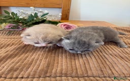 British Shorthair cats for sale: 5 TICA BRITISH SHORTHAIRED KITTENS - Image 10