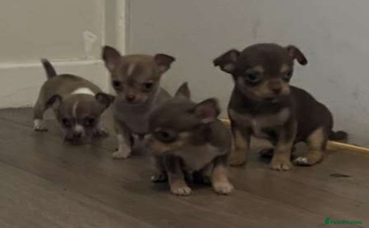Chihuahua dogs for sale - Advert 1