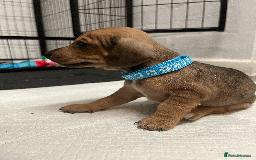 Mixed Breed dogs for sale: Maltese Cross Miniature Dachshund  - Image 4