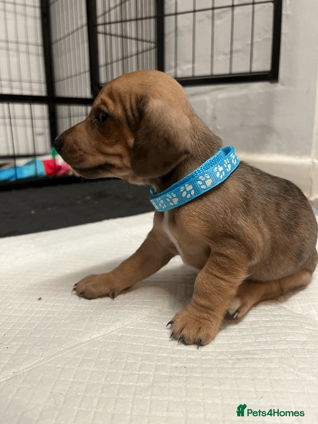 Mixed Breed dogs for sale: Maltese Cross Miniature Dachshund  - Image 4