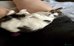 Mixed Breed cats for sale: 15 month old sisters  - Image 9