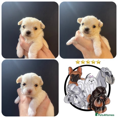 Mixed Breed dogs OUTSTANDING TINY MALCHI GIRLS - Advert 1