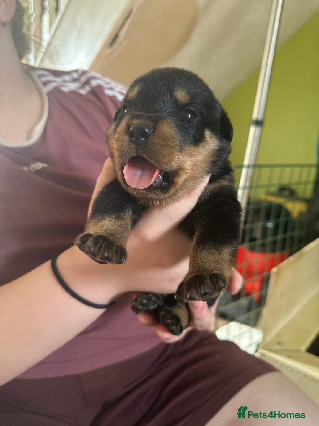 Rottweiler dogs for sale: CHUNKY PUREBREAD ROTTWEILERS  - Advert 13