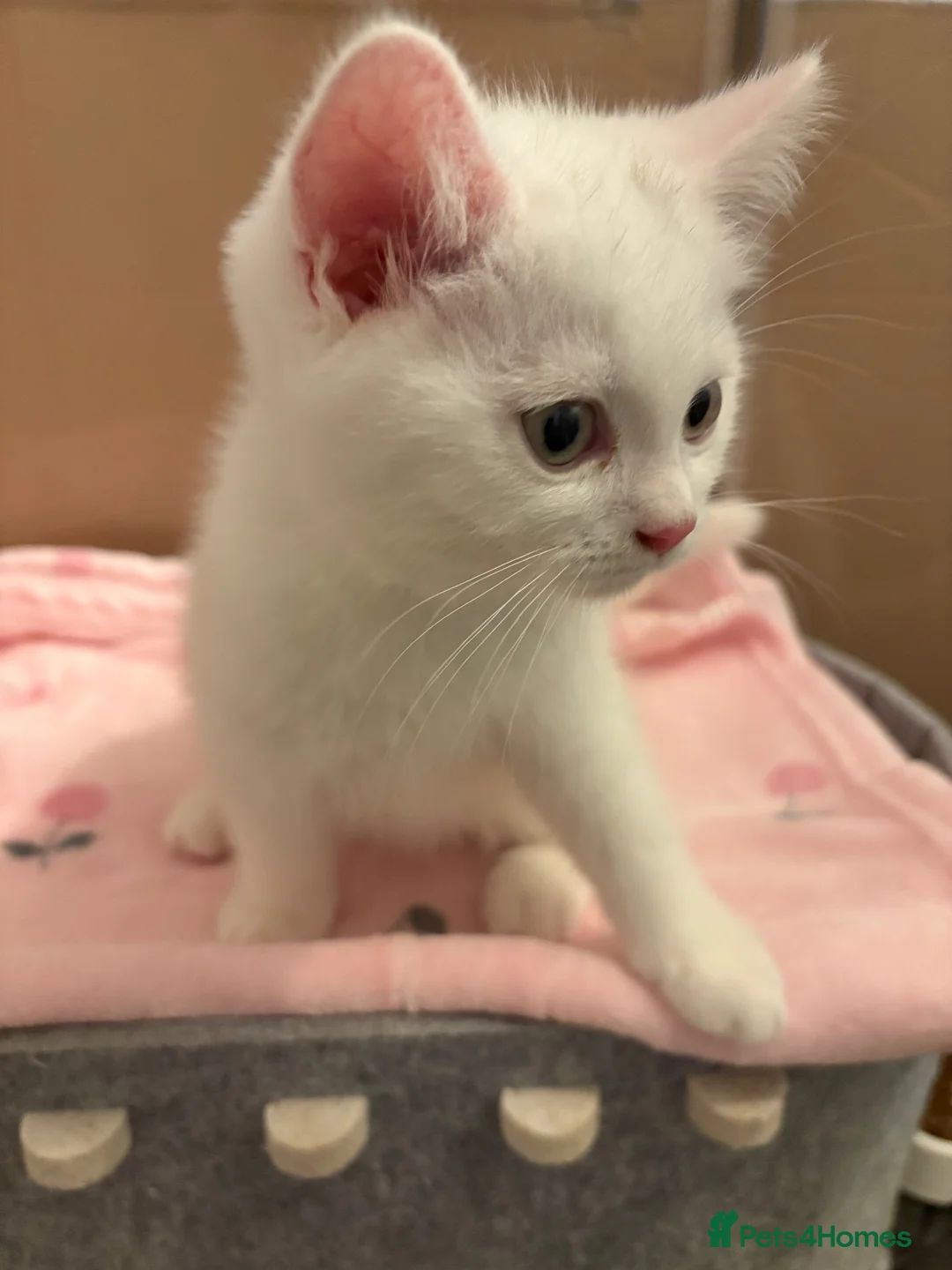 Mixed Breed cats for sale: REDUCED Gorgeous British shorthair x Scottish fold - Advert 2