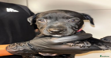 Staffordshire Bull Terrier dogs - Advert 16