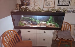 Gecko reptiles for sale: Leopard Gecko and full set up - Image 1