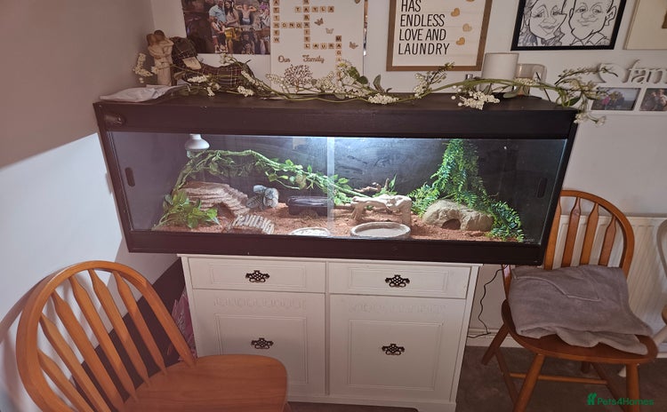 Gecko reptiles for sale - Advert 1