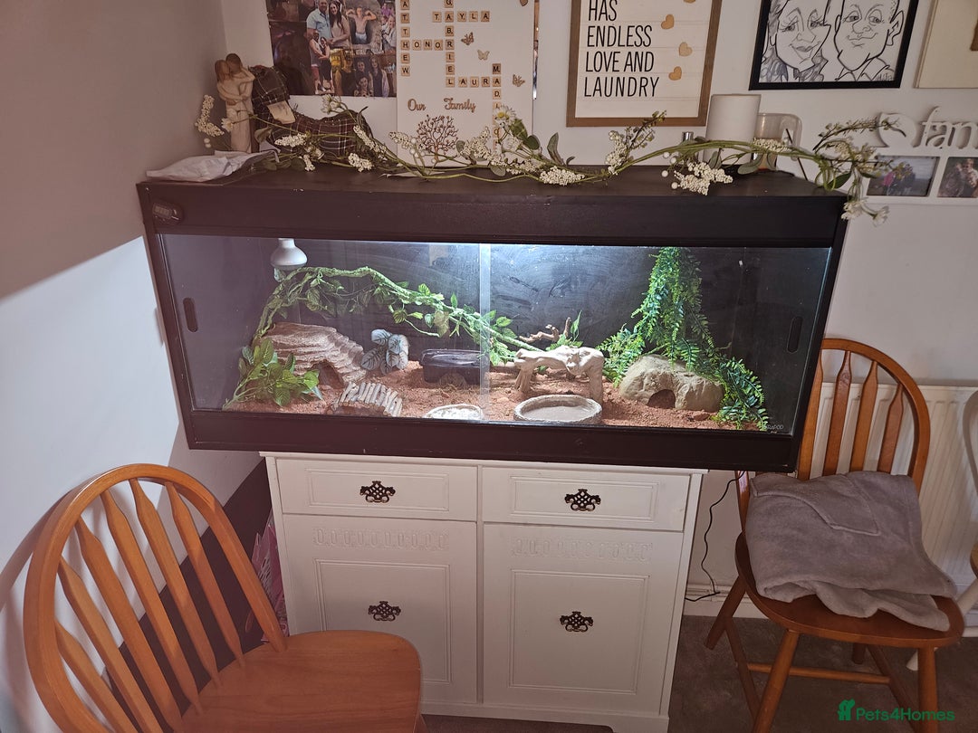 Gecko reptiles for sale: Leopard Gecko and full set up - Image 1