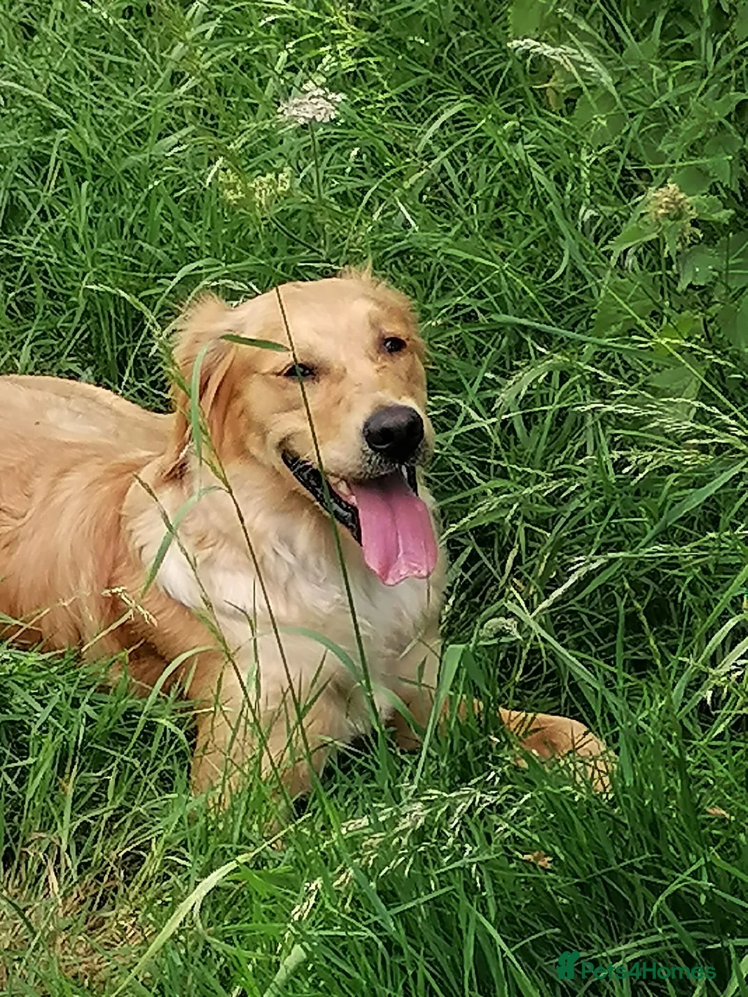 Golden Retriever dogs for sale: Stunning KC Golden Retrievers - Advert 13