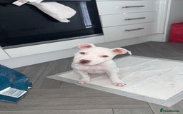 Mixed Breed dogs for sale: Lottie - Image 2