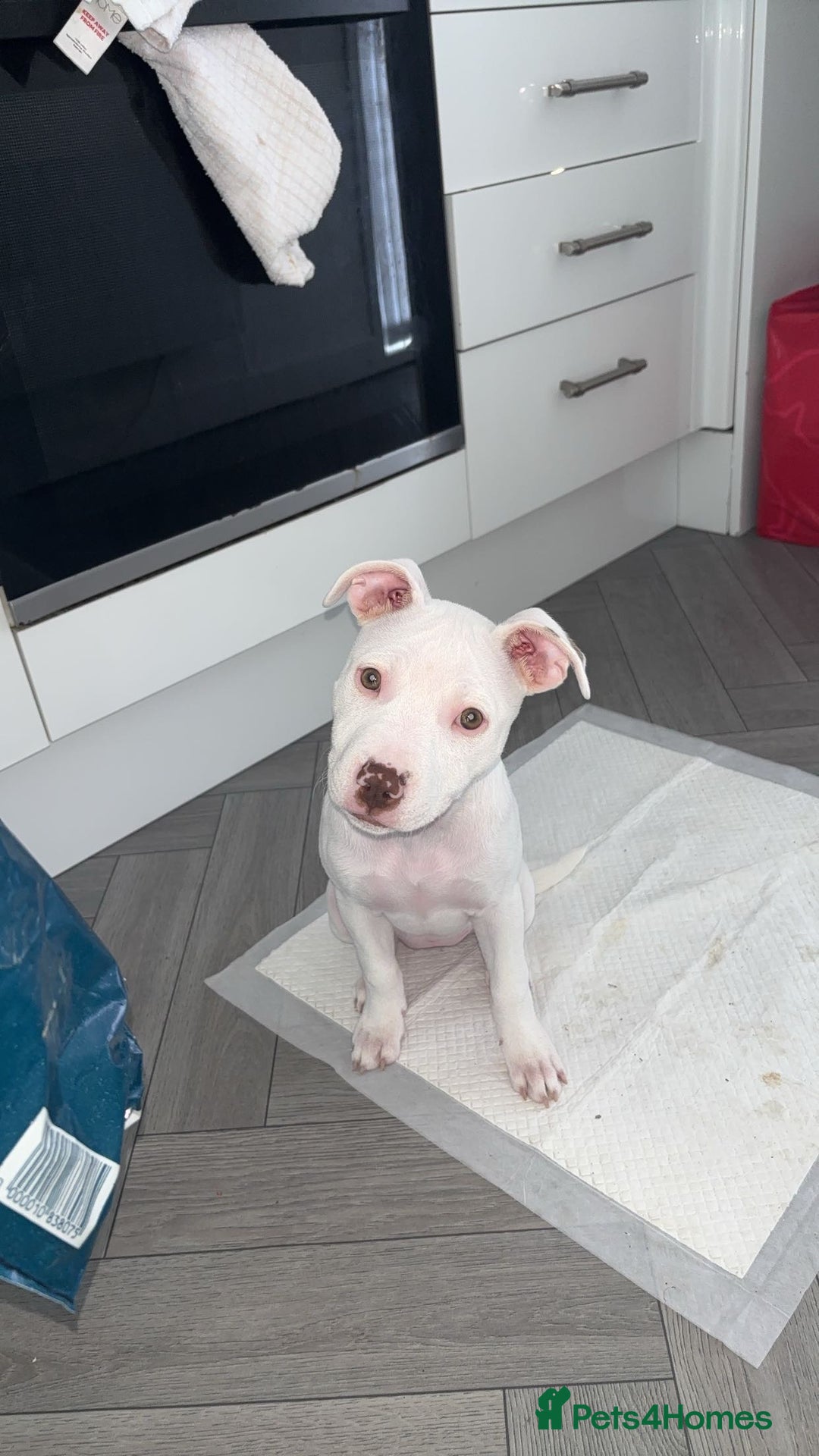 Mixed Breed dogs for sale: Lottie - Image 2