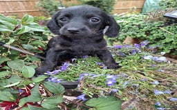 Mixed Breed dogs for sale: Daxiepoo puppies -miniature dachshund x toy poodle - Image 16