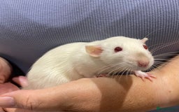 Rat rodents for sale: Very friendly baby rats, including dumbo Siamese  - Image 1