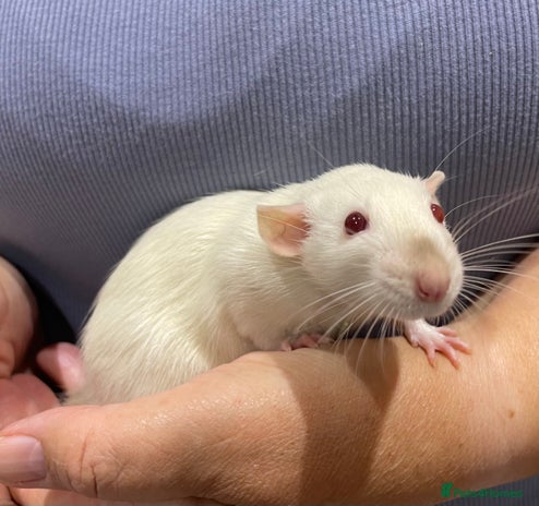 Rat rodents - Advert 11
