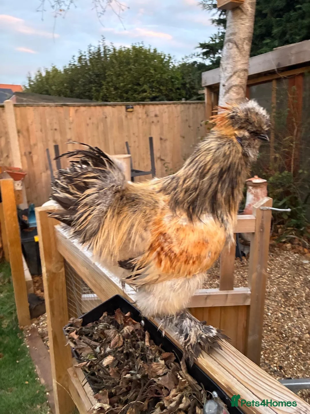 Chickens poultry for sale: Rooster - free to good home in Littlehampton - Advert 4