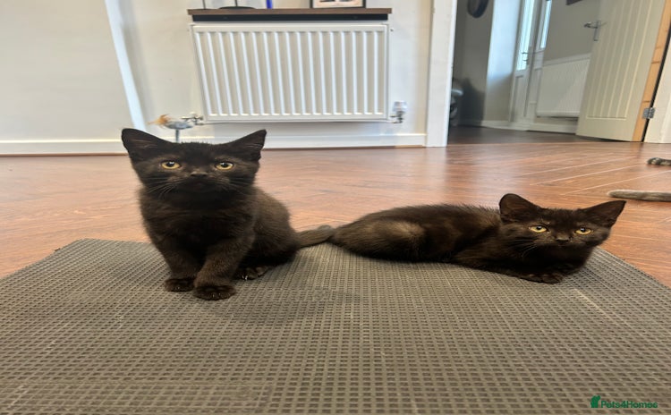 Mixed Breed cats - Advert 5