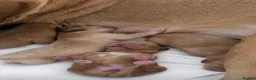 Springador dogs for sale: Springador puppies  - Advert 8