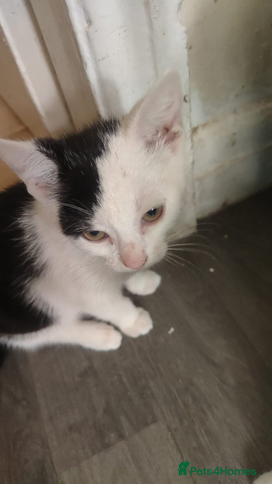 British Shorthair cats for sale: 3 kittens for sale! £50 - Image 3