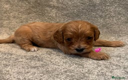 Cavapoo dogs for sale: Fully health tested Cavapoo pups🐶🎅 **   - Advert 10