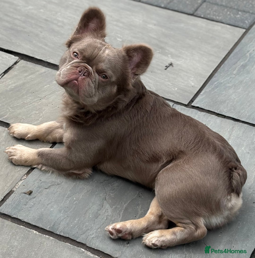 French Bulldog dogs for sale: Male fluffy french bulldog - Image 7
