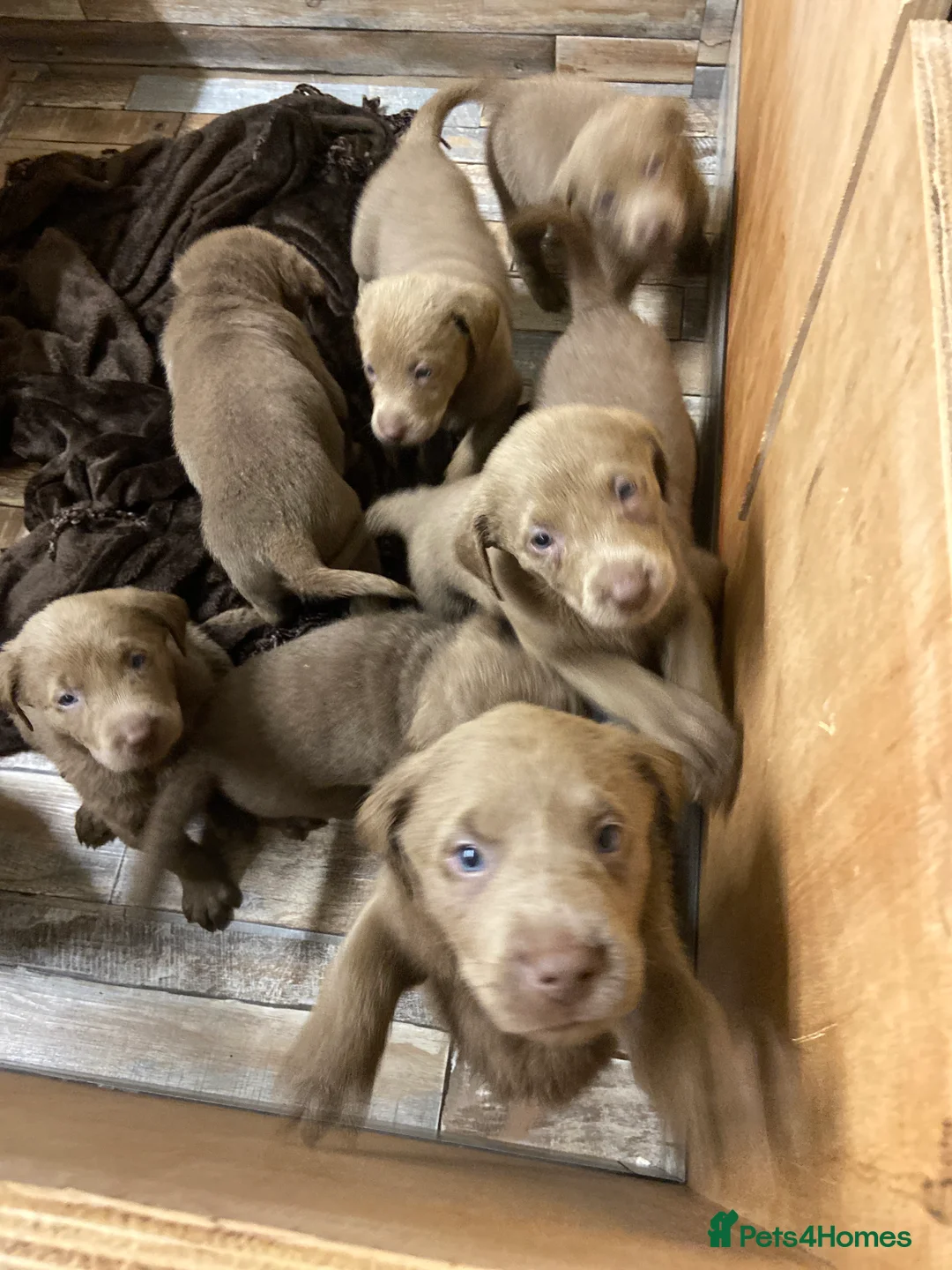 Labrador Retriever dogs for sale: Silver Labradors retrievers  - Advert 6