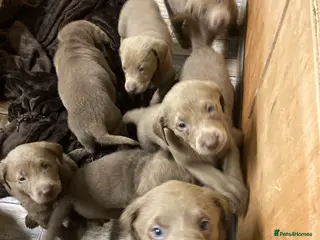 Labrador Retriever dogs Silver Labradors retrievers - Advert 17