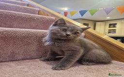 Scottish Fold cats for sale: 1 BSH Boy AVAILABLE. in Sheffield - Image 19