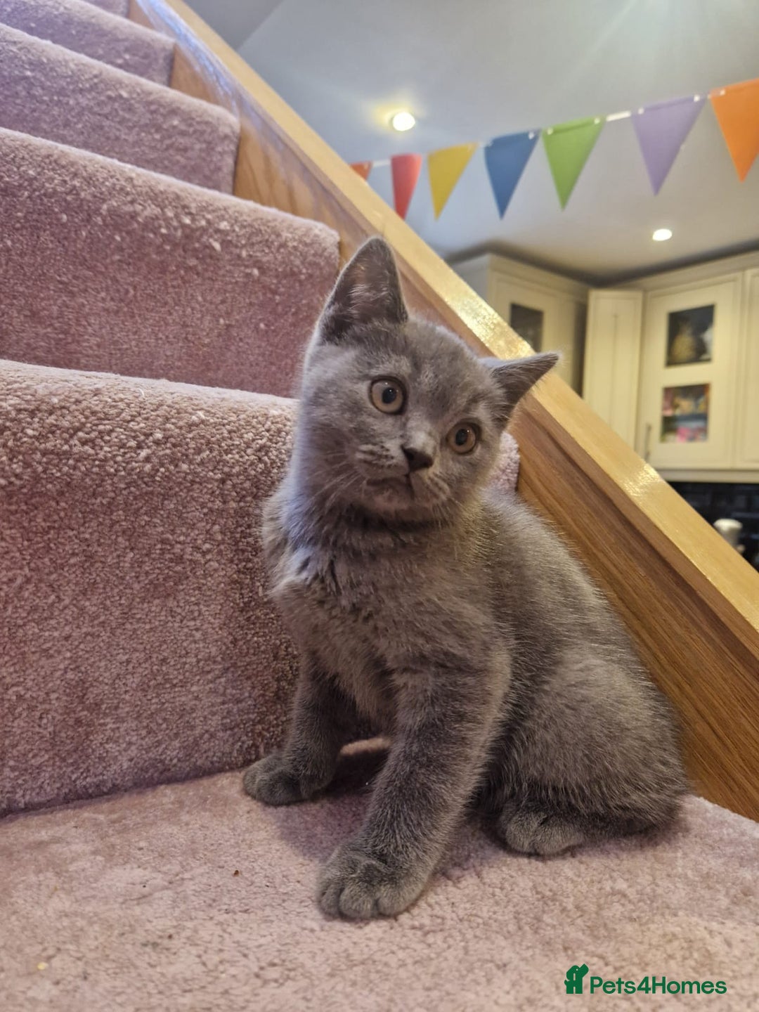 Scottish Fold cats for sale: 1 BSH Boy AVAILABLE. in Sheffield - Image 19