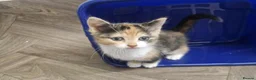 Domestic Shorthair cats for sale: Calico Kittens in Halifax - Advert 7