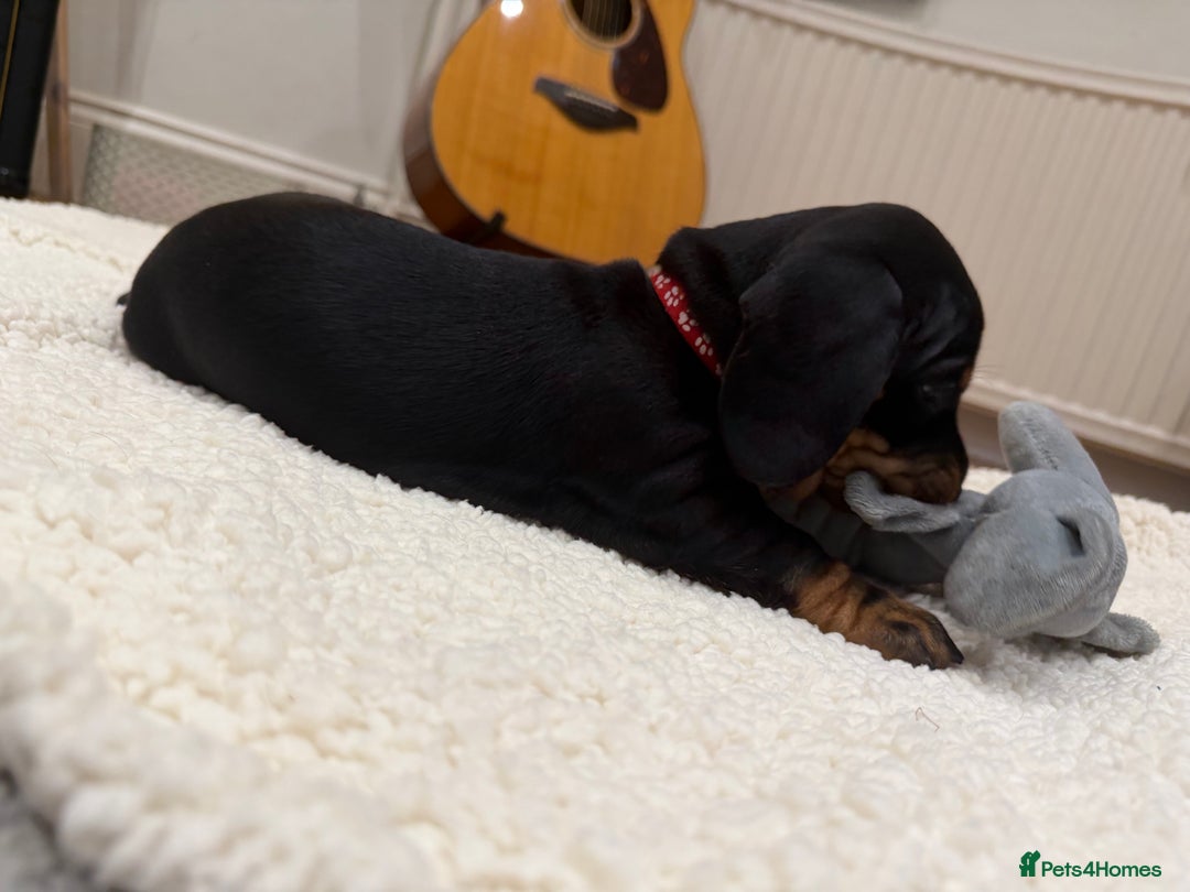 Dachshund dogs for sale: Beautiful Dachshund Puppies – KC Registered Lines - Advert 22