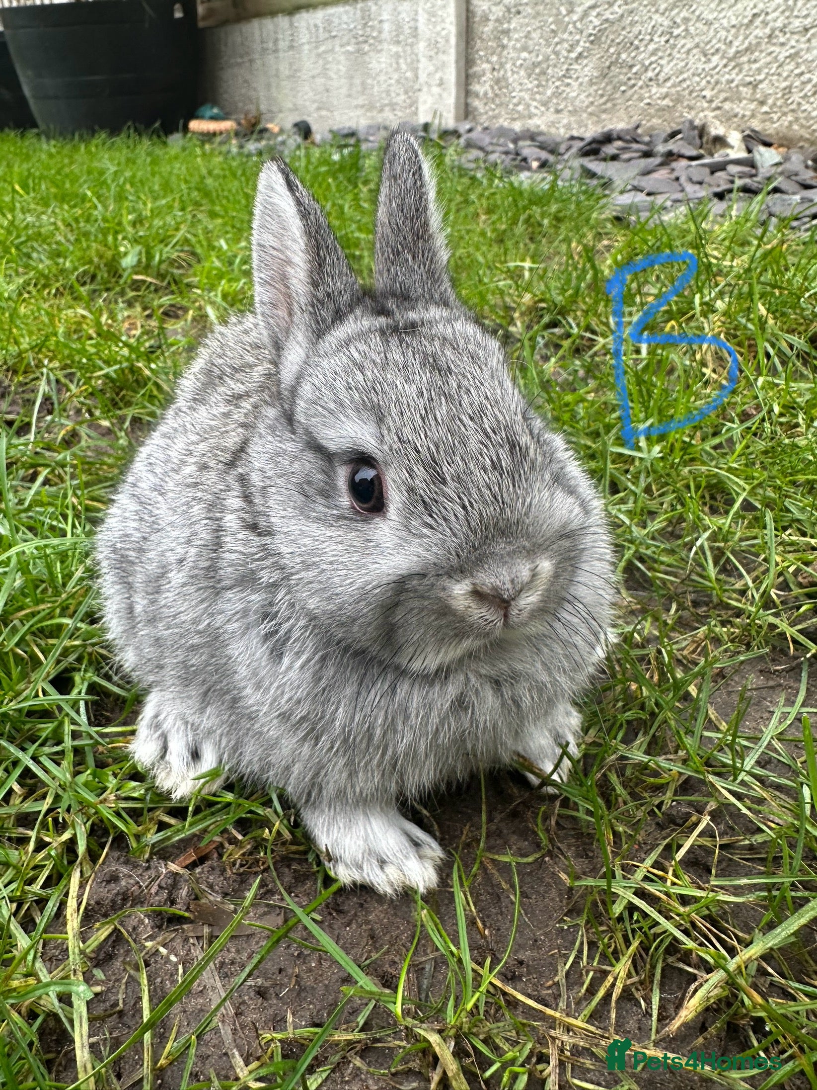 Netherland Dwarf rabbits Netherland Dwarf Rabbits For Sale  - Advert 1